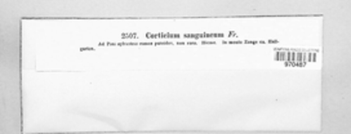 Atheliachaete sanguinea image